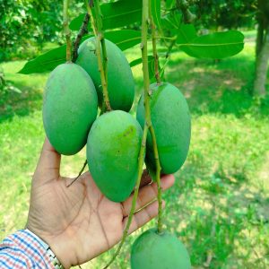 WhatsApp Image 2025-05-27 at 9.40.53 PM (1)