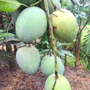 WhatsApp Image 2025-05-27 at 9.41.52 PM